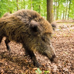 Wildfreigehege Wildenburg